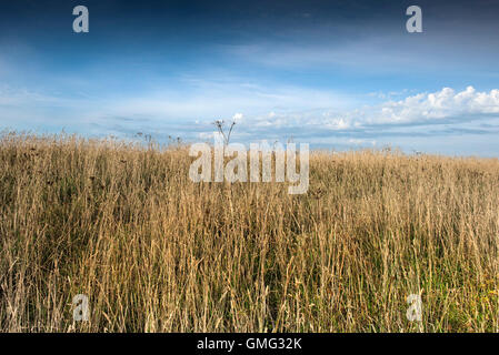 L'herbe sur l'Est de Cornwall Pentire. Banque D'Images