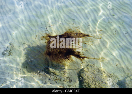 L'huile de goudron qui coule sur la surface de l'eau de mer. Plage de sable pollué. Banque D'Images