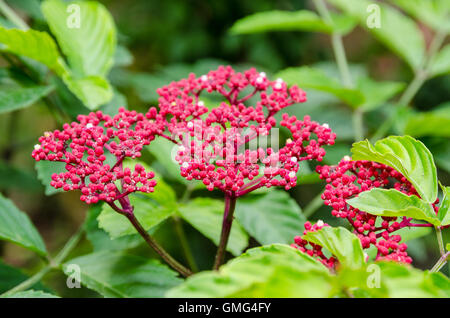 De belles petites fleurs rouges sur l'arbuste de Leea Leea Rouge Rubra ou plante Banque D'Images