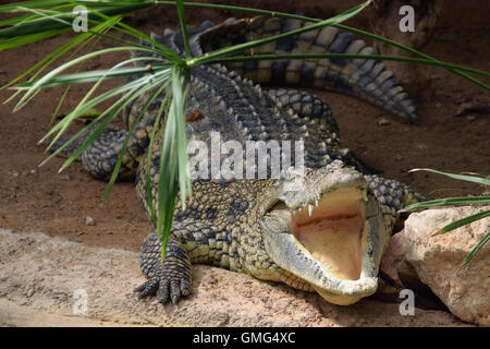 Crocodile du Nil avec les mâchoires ouvertes. Animal sauvage. Banque D'Images