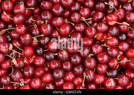 Cerises rouges frais de texture de fond. Gros plan des cerises. Banque D'Images