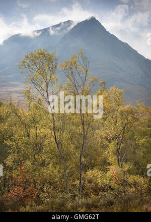 Les bouleaux en face de Sron na Creise, Stob a' Ghlais Dromore West, Glen Etive, automne, Highlands, Scotland Banque D'Images