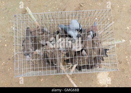 Groupe de rester en cage hermétiquement pigeon Banque D'Images