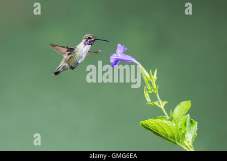 Costa's Hummingbird Calypte costae Tucson, comté de Pima, Arizona, United States 25 août Trochilidae mâles immatures Banque D'Images