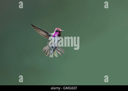 Costa's Hummingbird Calypte costae Tucson, comté de Pima, Arizona, United States 25 août Trochilidae mâles immatures Banque D'Images