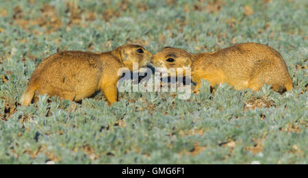 Chien de prairie Cynomys parvidens Utah Cedar City, Utah, United States 8 juillet adultes Sciuridae Banque D'Images