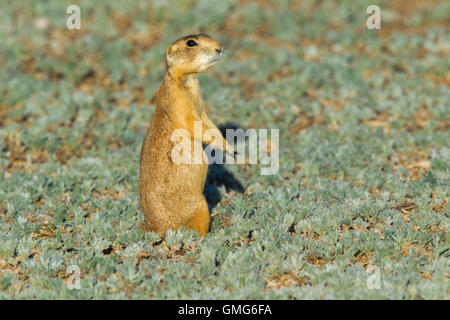 Chien de prairie Cynomys parvidens Utah Cedar City, Utah, United States 8 juillet ESPÈCES Sciuridae Adultes Banque D'Images