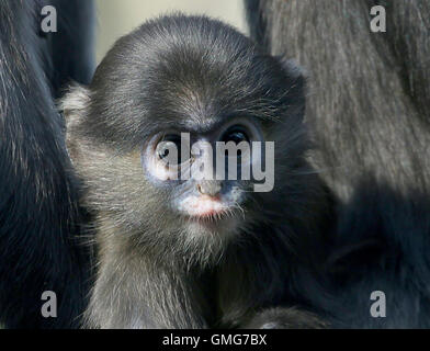 Bébé Dusky leaf monkey (Trachypithecus obscurus). L'Asie du Sud-Est A.k.a langur à lunettes ou feuille monkey Banque D'Images