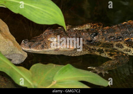 Large de l'Amérique du Sud ( Caiman Caiman Latirostris snouted) Banque D'Images