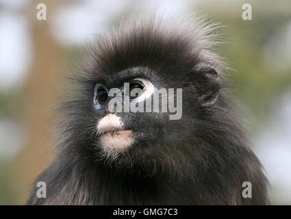 L'Asie du Sud-Est femelle Dusky leaf monkey (Trachypithecus obscurus). Aussi connu sous le nom d'ours à lunettes ou feuille langur monkey Banque D'Images