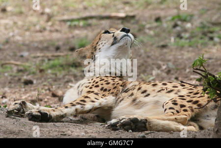 Afrique femelle Guépard (Acinonyx jubatus) Relaxant, regardant vers le haut Banque D'Images