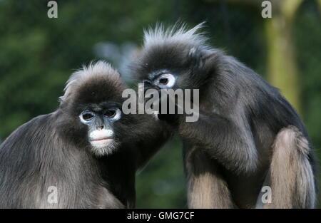 Paire de toilettage Dusky leaf monkeys (Trachypithecus obscurus). L'Asie du Sud-Est A.k.a langur à lunettes ou feuille monkey Banque D'Images