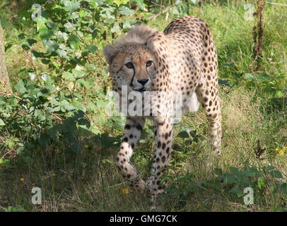 African Guépard (Acinonyx jubatus) sur le vagabondage, face à l'appareil photo Banque D'Images