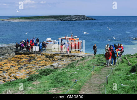 Les visiteurs arrivent à l'intérieur des Iles Farne, au large de la côte de Northumberland, Royaume-Uni. La sterne arctique, nichant près de la bombe de plongée, par les visiteurs. Banque D'Images