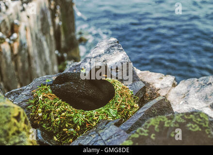 Shag (Phalacrocorax aristotelis) sur la falaise, l'intérieur du nid, Farne Iles Farne, au large de la côte de Northumberland, Îles britanniques Banque D'Images