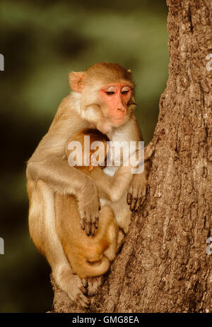 Macaque Rhésus femelles Macaca mulatta, avec nourrisson, Rajasthan, Inde Banque D'Images