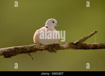 Tête, Streptopelia decaocto, assis sur une branche, parc national de Keoladeo, Bharatpur, Inde Banque D'Images