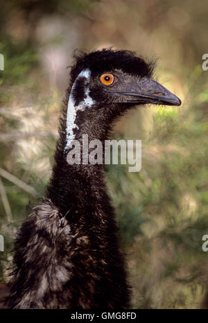 ,Emu Dromaius novaehollandiae, la tête et le haut du cou détail, New South Wales, Australie Banque D'Images