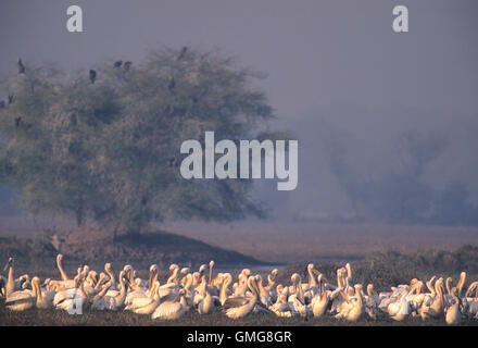 Great White Pelican, Pelacanus onocrotalus, Flock se lissant tôt le matin dans le parc national de Keoladeo Ghana, Inde Banque D'Images