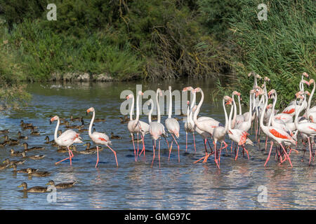 Les flamants, américain (Phoenicopterus ruber), Parc Ornithologique du Pont de Gau, Camargue, France , Europe Banque D'Images