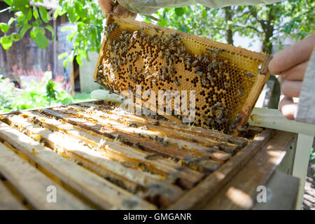 De miel avec les abeilles et le miel Banque D'Images