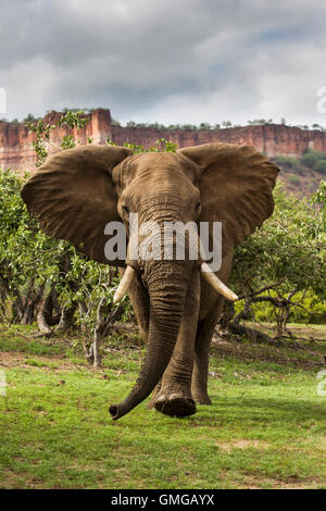 Vue frontale de l'approche d'elephant bull avec les falaises Chilojo en arrière-plan Banque D'Images