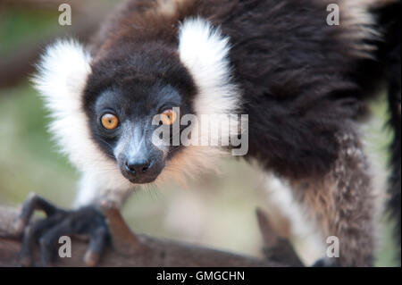 Noir et blanc la gélinotte lemur Le Varecia variegata Madagascar Banque D'Images