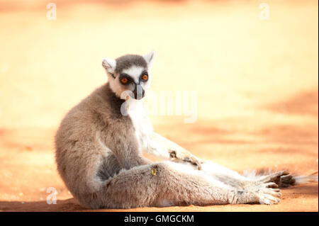 Ring Tailed Lemur Lemur catta Madagascar Banque D'Images