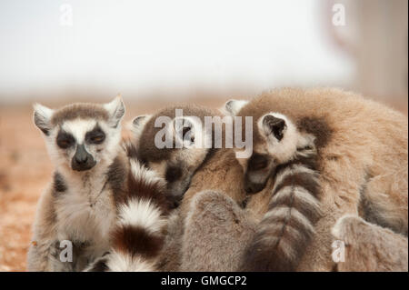 Ring Tailed Lemur Lemur catta Madagascar Banque D'Images