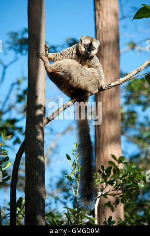 La façade de l'Eulemur rufifrons Red Lemur Madagascar Banque D'Images