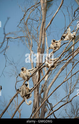 Le propithèque de verreaux Propithecus verreauxi Madagascar Banque D'Images