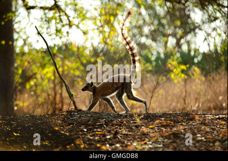 Ring Tailed Lemur Lemur catta Madagascar Banque D'Images