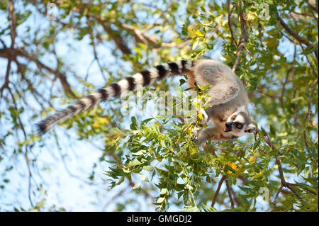 Ring Tailed Lemur Lemur catta Madagascar Banque D'Images