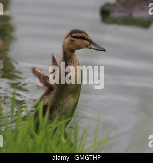 Un jeune Mallard, battant des ailes après un bain, debout dans l'eau cachée derrière l'herbe Banque D'Images