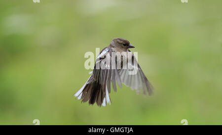 Chaffinch femelle en vol contre le vert, fond herbeux Banque D'Images