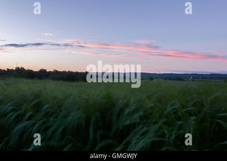 Tôt le matin, vue sur champ autour de l'abbaye de Gethsemani, un monastère trappiste au Kentucky, au lever du soleil. Banque D'Images