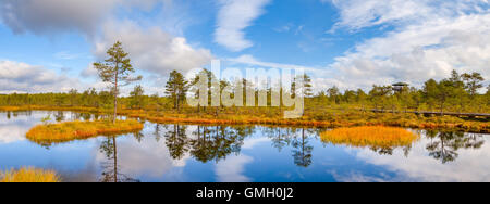 Vue panoramique de l'étang des marais et l'île de pin. Les bogs Viru au parc national de Lahemaa Banque D'Images