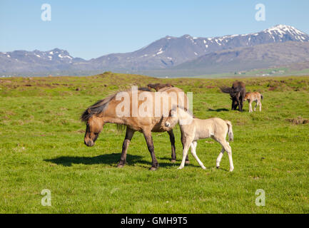 Cheval brun avec un poulain sur un champ vert avec des montagnes en arrière-plan, l'Islande Banque D'Images