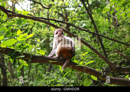 Singe dans un parc national de Zhangjiajie trois. Banque D'Images