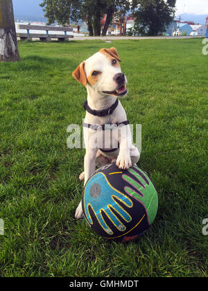 Macchiato (Mac) Cute Jack Russell Terrier Dog juste fini de basket-ball Bouncing Off son nez en crabe Park, Vancouver, BC Canada Banque D'Images