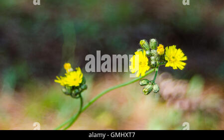 Mauvaises herbes jaune fleur. Renoncule, Close up in sunlit matin champ. Fleurs sauvages dans l'Est de l'Ontario Mauvaises herbes Banque D'Images