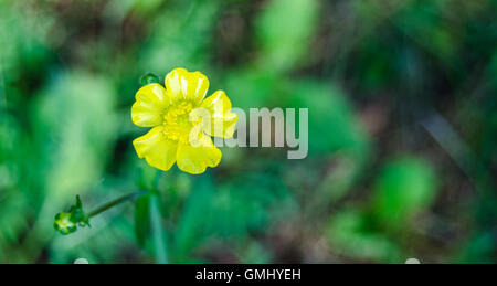 Mauvaises herbes jaune fleur. Renoncule, Close up in sunlit matin champ. Fleurs sauvages dans l'Est de l'Ontario Mauvaises herbes Banque D'Images