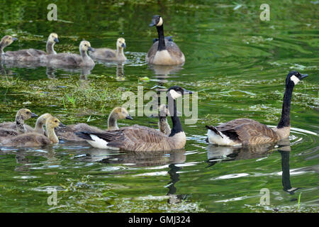 Bernache du Canada (Branta canadensis) adultes et oisons, Minnesota Wildlife Connection, Grès, Minnesota, USA Banque D'Images