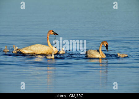 Cygne trompette (Cygnus buccinator) adultes se nourrissant dans l'étang avec des jeunes, Seney National Wildlife Refuge, Seney, Michigan, USA Banque D'Images