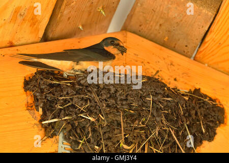 L'hirondelle rustique (Hirundo rustica) adultes la construction de nid de boue dans la région de pavilion rafteurs, Grès, Minnesota, USA Banque D'Images