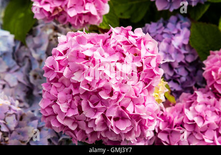 Libre de rose hortensia (Hydrangea macrophylla) dans un jardin. Banque D'Images