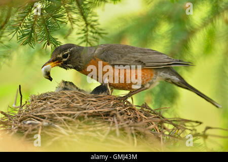 Merle d'Amérique (Turdus migratorius) retrait d'adultes sac fécal, le Grand Sudbury, Ontario, Canada Banque D'Images