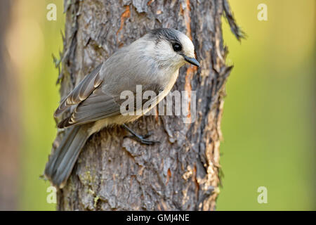 Canada (Perisoreus canadensis), la reine Elizabeth Territorial Park, Fort Smith, Territoires du Nord-Ouest, Canada Banque D'Images