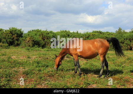 Un poney au pâturage Hatchet étang dans le New Forest Banque D'Images