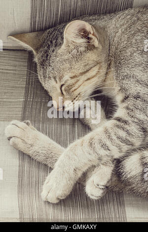 Un chat dort sur le lit Banque D'Images